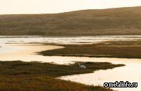 СИБУР, Северсталь, НОВАТЭК и ряд других компаний рассматривают проекты по обводнению торфяников