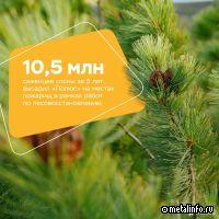 Полюс высадил более 1,7 млн саженцев сосны на площади 647 гектаров