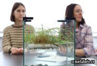 ЕВРАЗ протестирует инновационные фитоплоты СибГИУ для очистки промышленных стоков